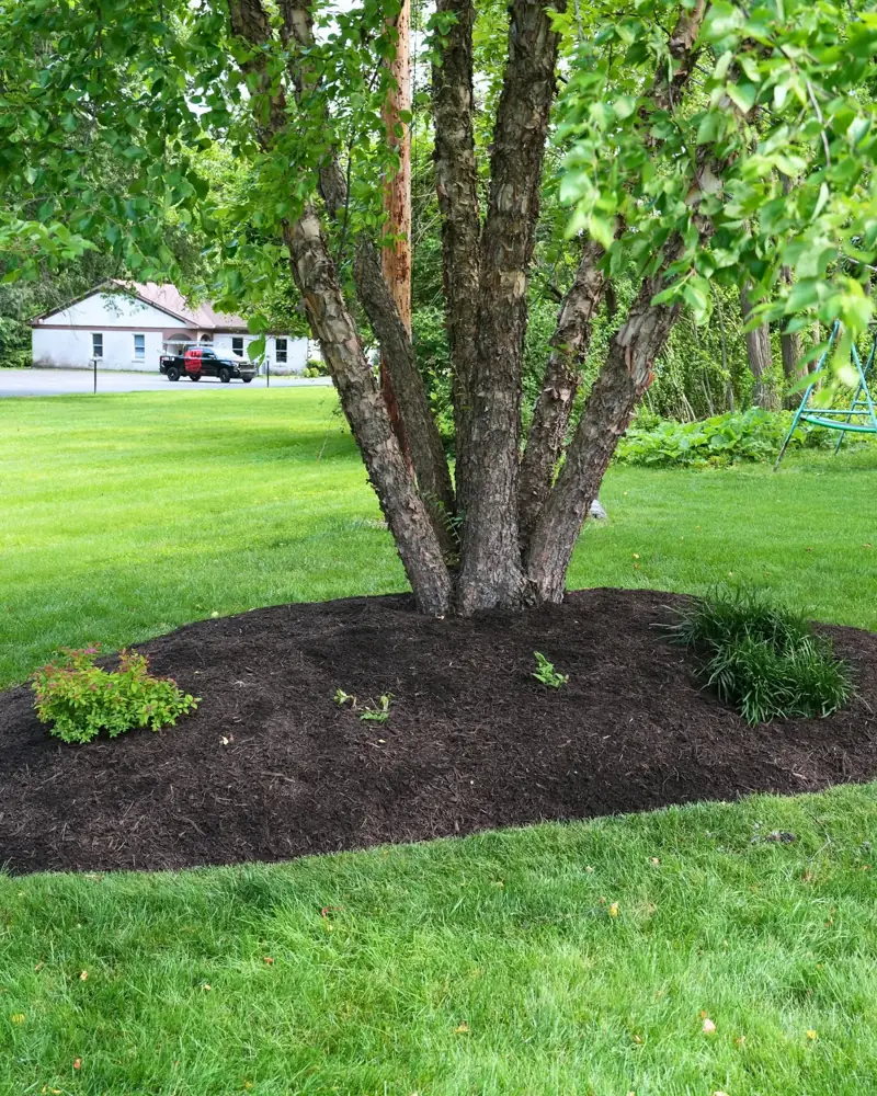 Fresh mulch bed around a river birch tree in Dayton, OH